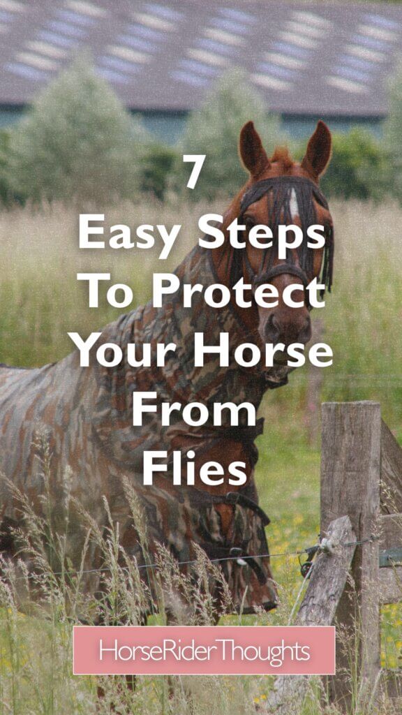 A horse on the pasture wearing a fly sheet.