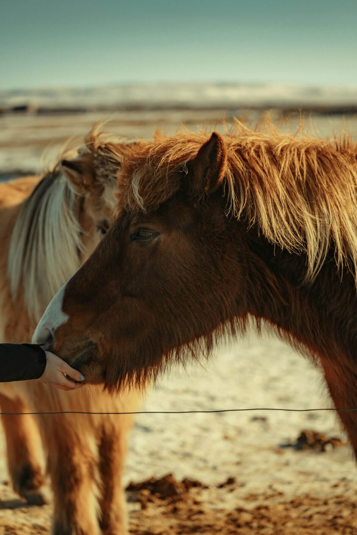 A person giving the horse treats.