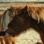 A person giving the horse treats.