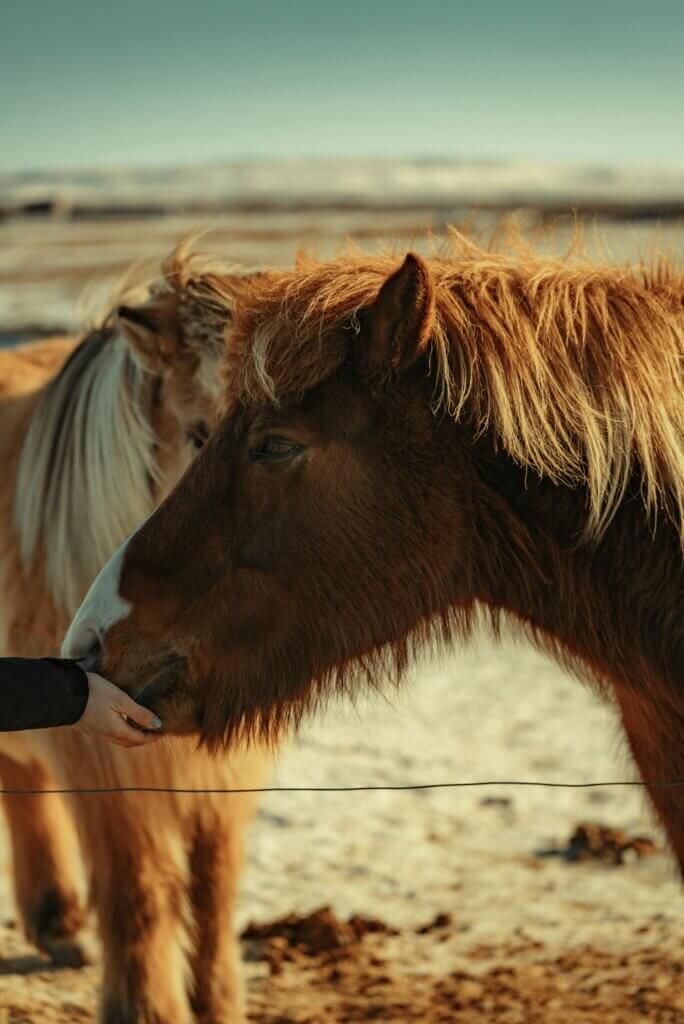 Can Horses Eat Strawberries? 4 Fruits Horses Can Eat Safely