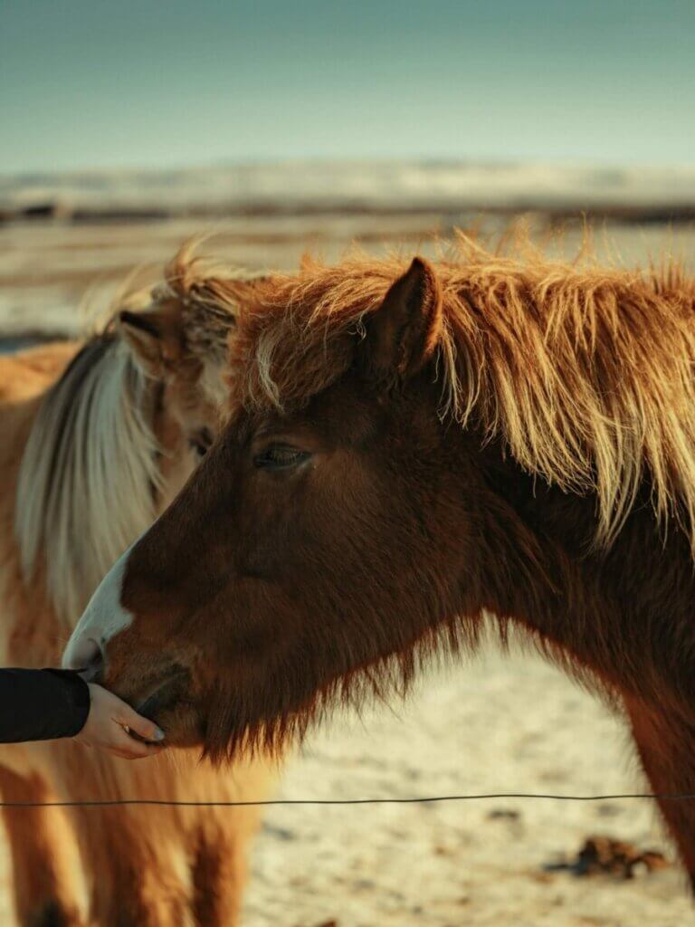 Can Horses Eat Strawberries? 4 Fruits Horses Can Eat Safely