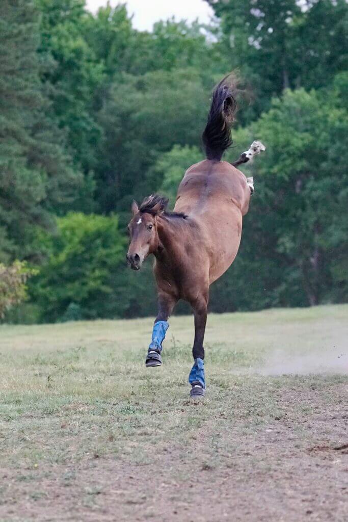 A horse wearing fly boots for horses.