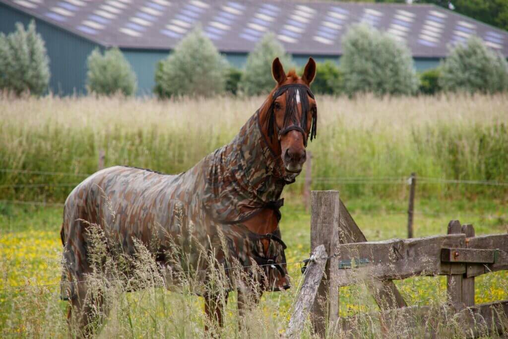 A horse on the pasture weara fly sheet for horses.