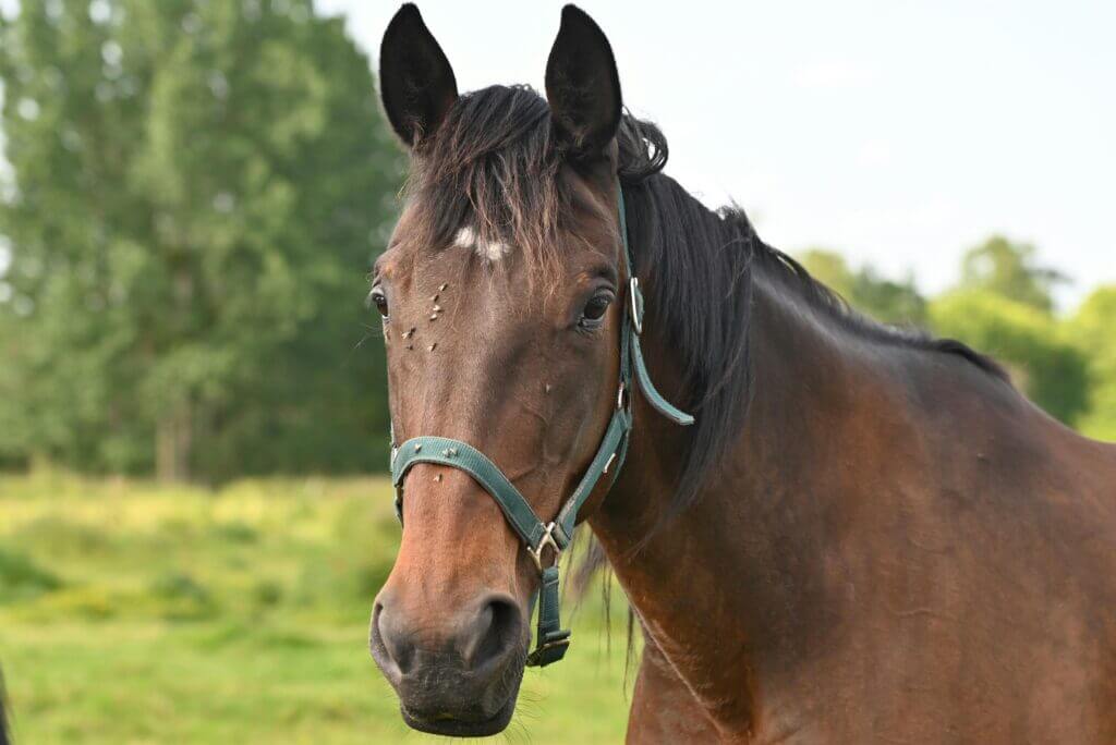 Fly Control for Horses: 7 Hacks You Need Before Summer