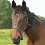 There's a horse on a pasture, harassed by flies.