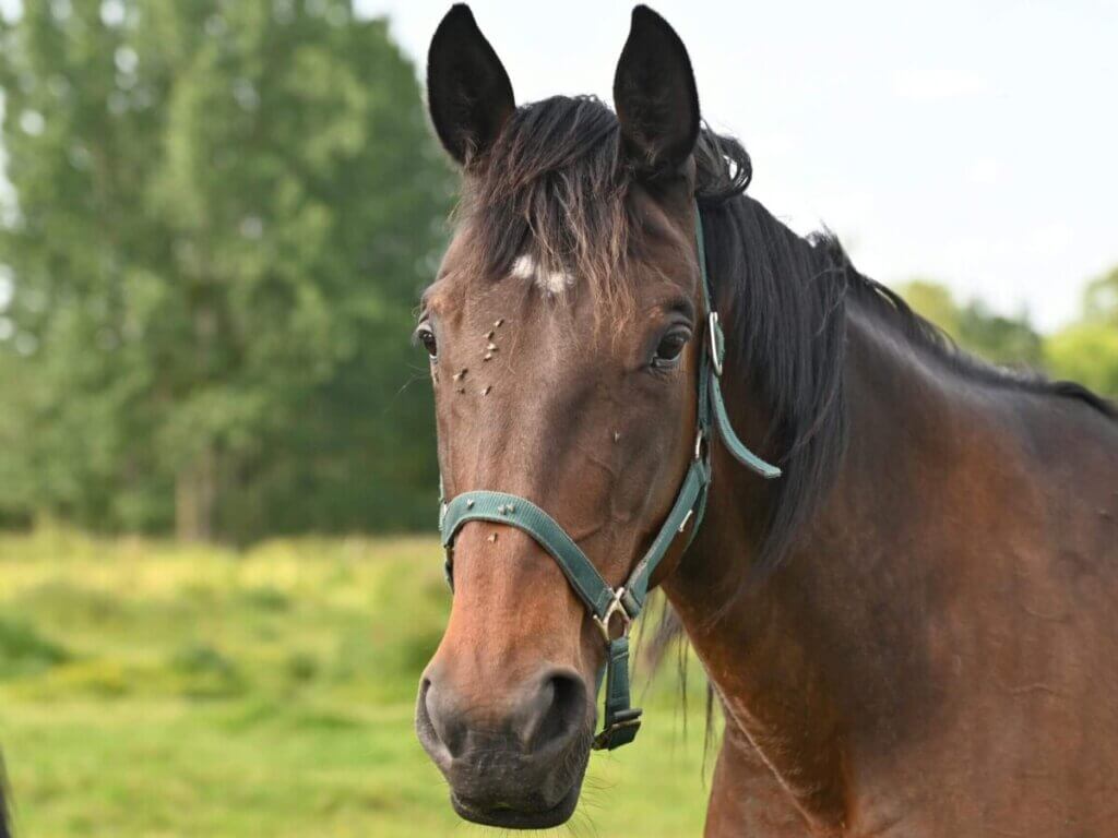 Fly Control for Horses: 7 Hacks You Need Before Summer