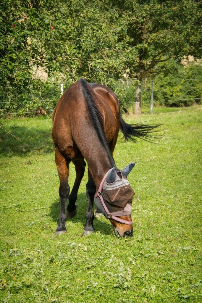 A horse grazing on the pasture while wearing a fly mask for horses.