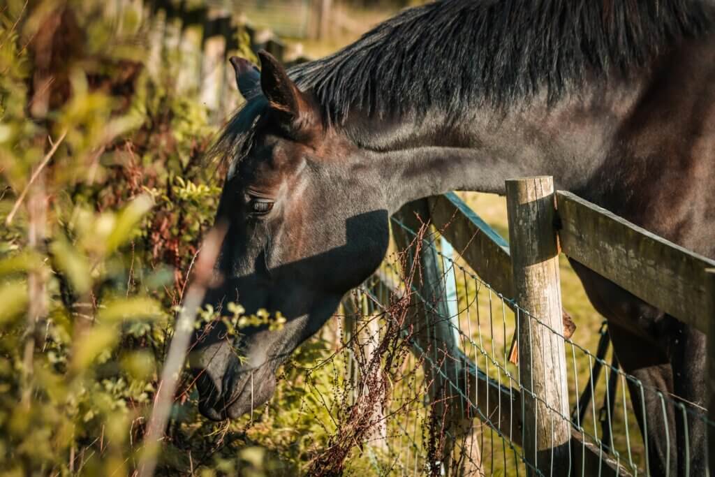 A horse reaching for some berries.