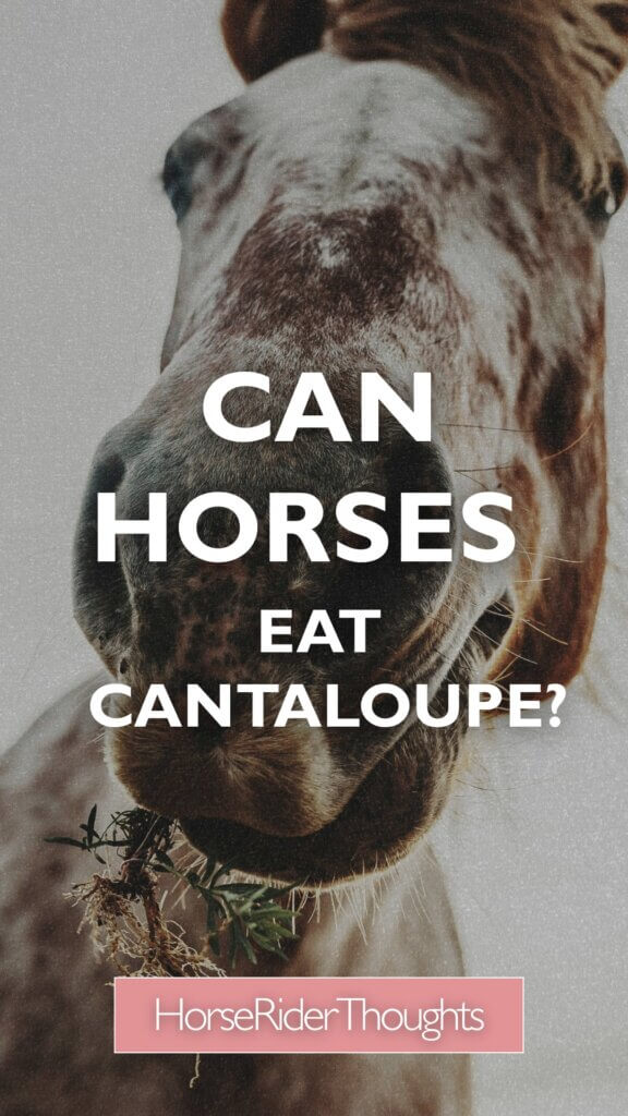 can horses eat cantaloupe