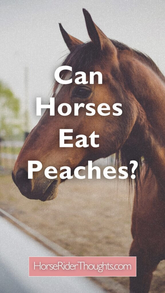 can horses eat peaches