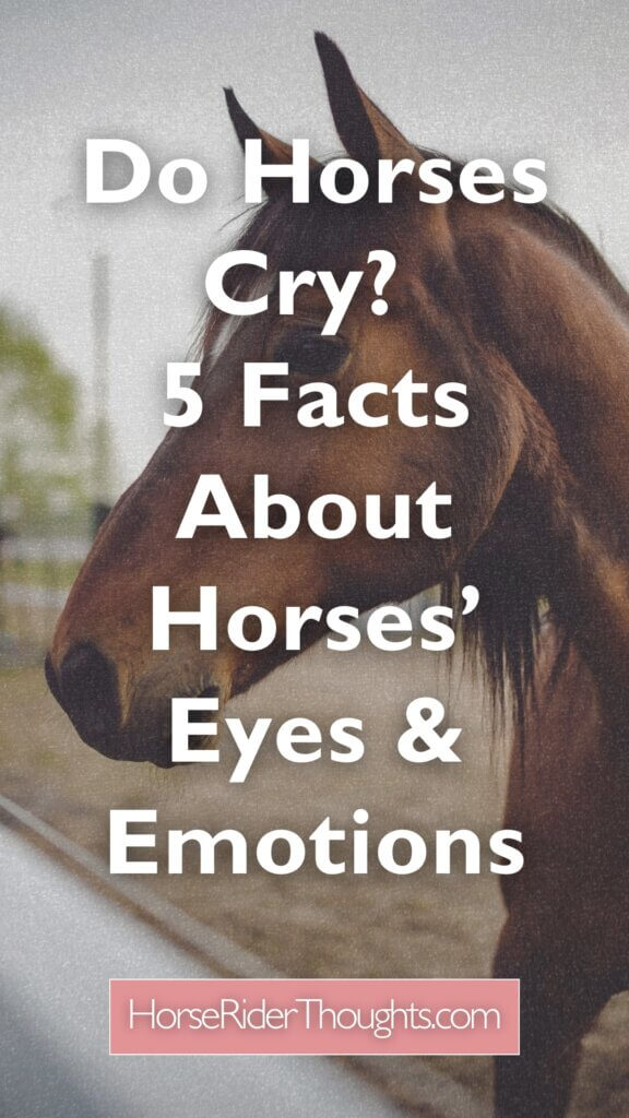 do horses cry