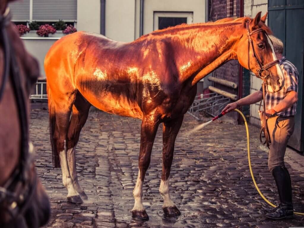 horse bathing