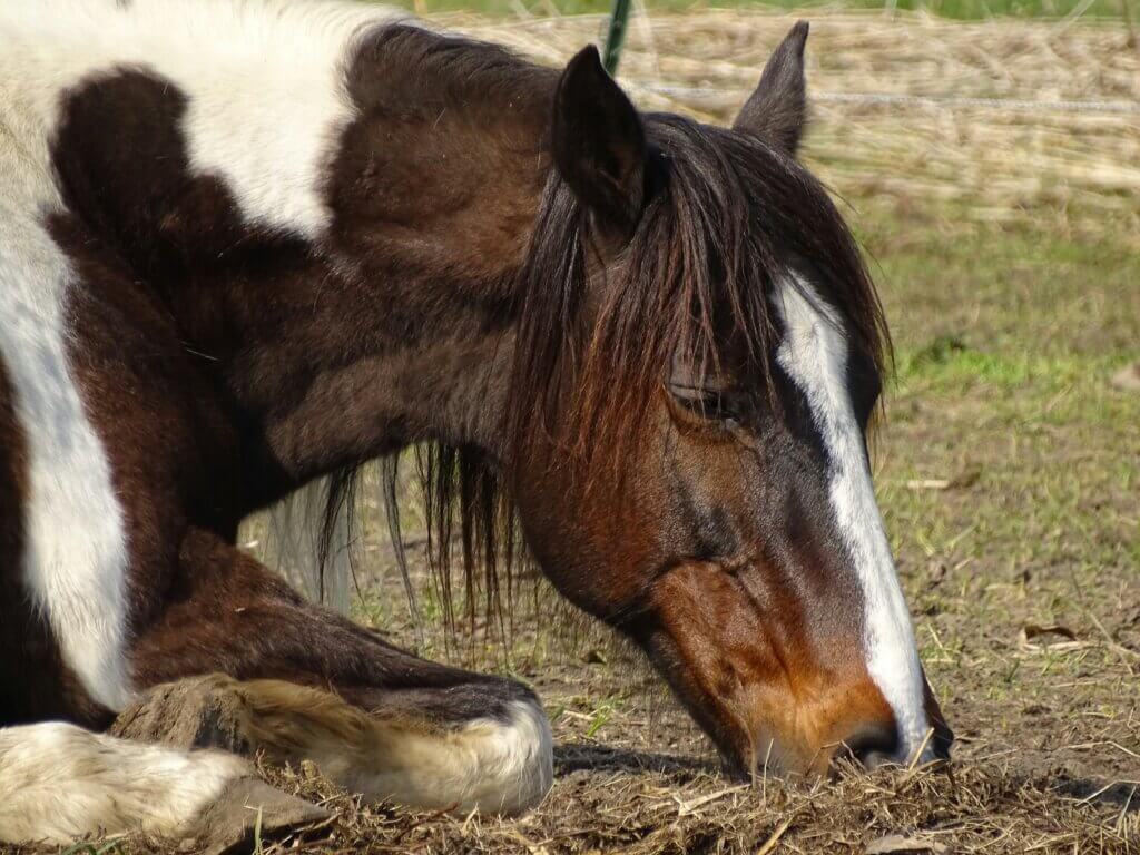 do horses sleep with their eyes open