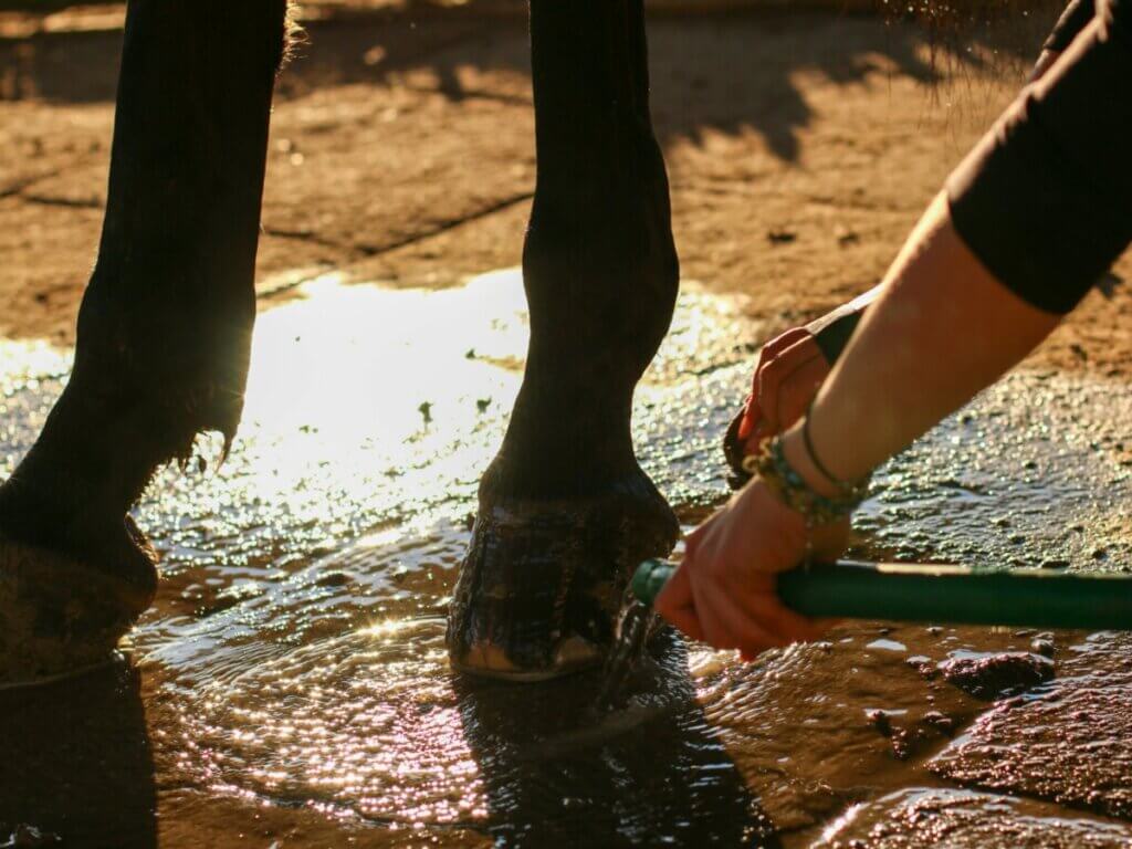 hoof moisturizer for horses