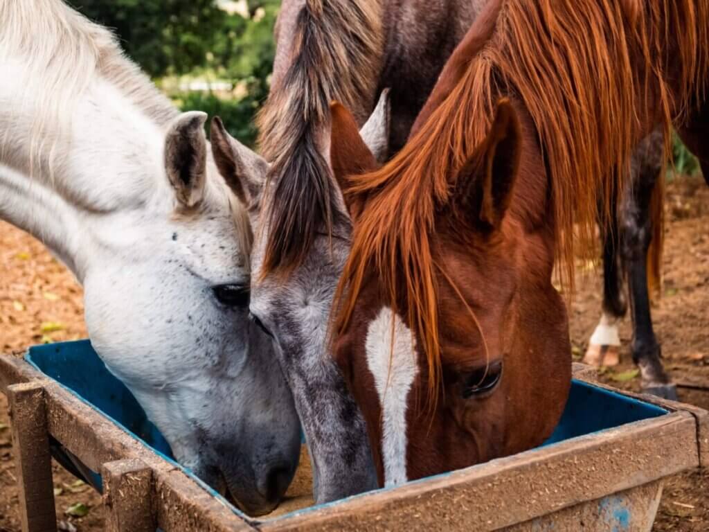 Can horses eat tomatoes?