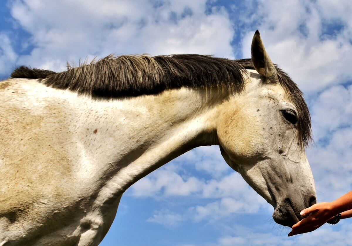 horse treats
