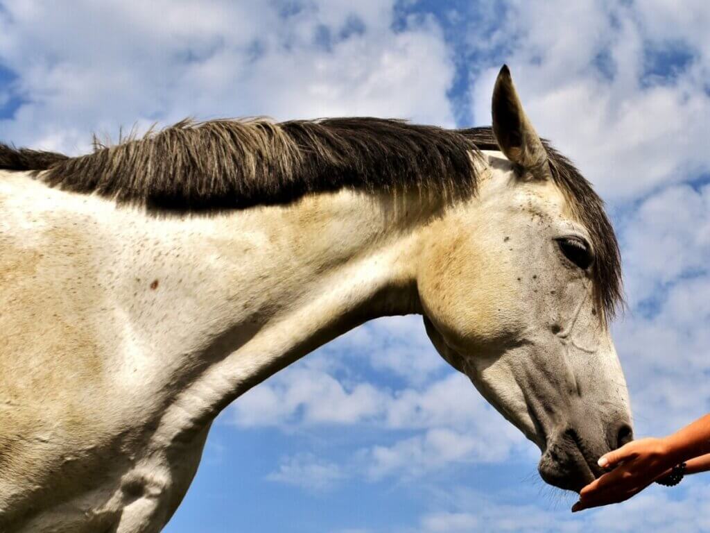 Baked Horse Treats: 3 Recipes Your Horse Will Beg For