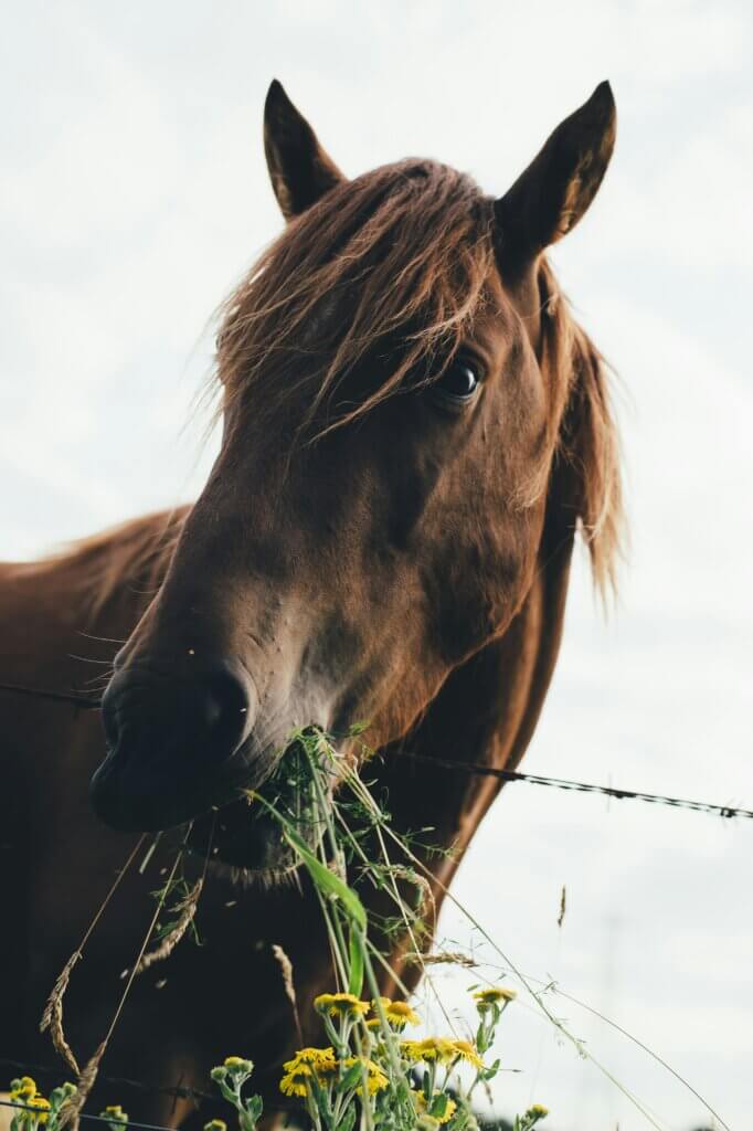 can horses eat peaches