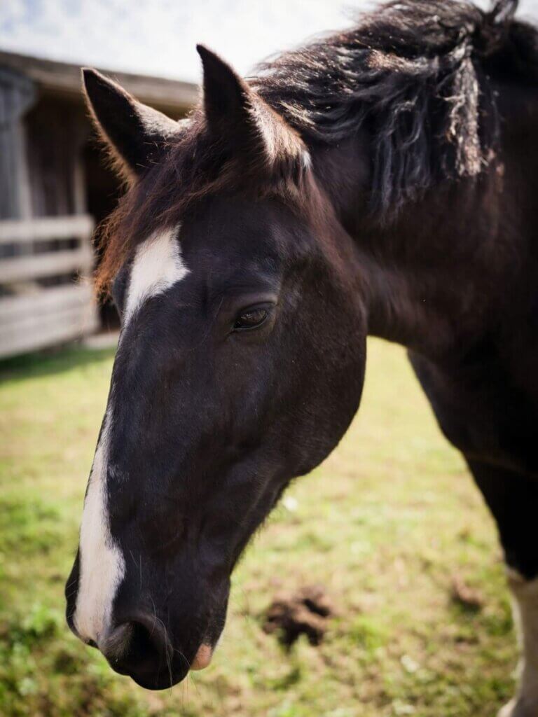 do horses sleep with their eyes open