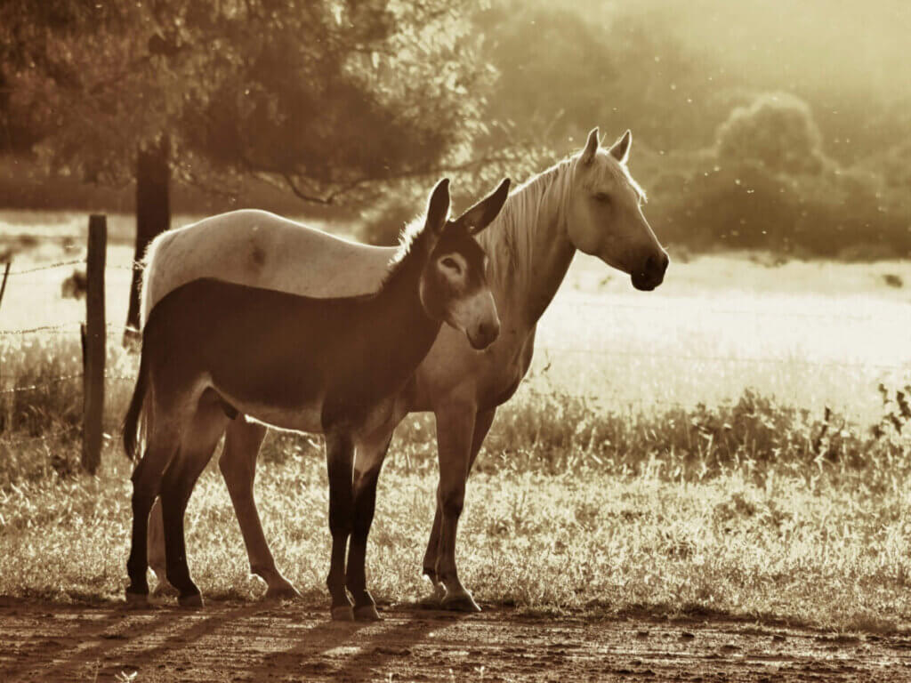 do horses cry