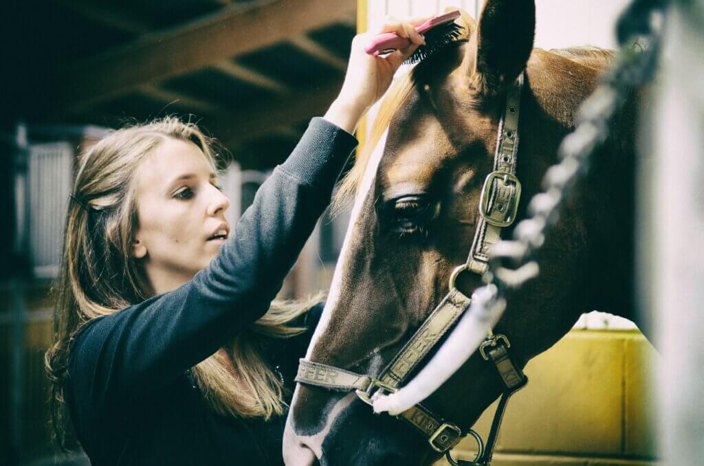 horse grooming kit

