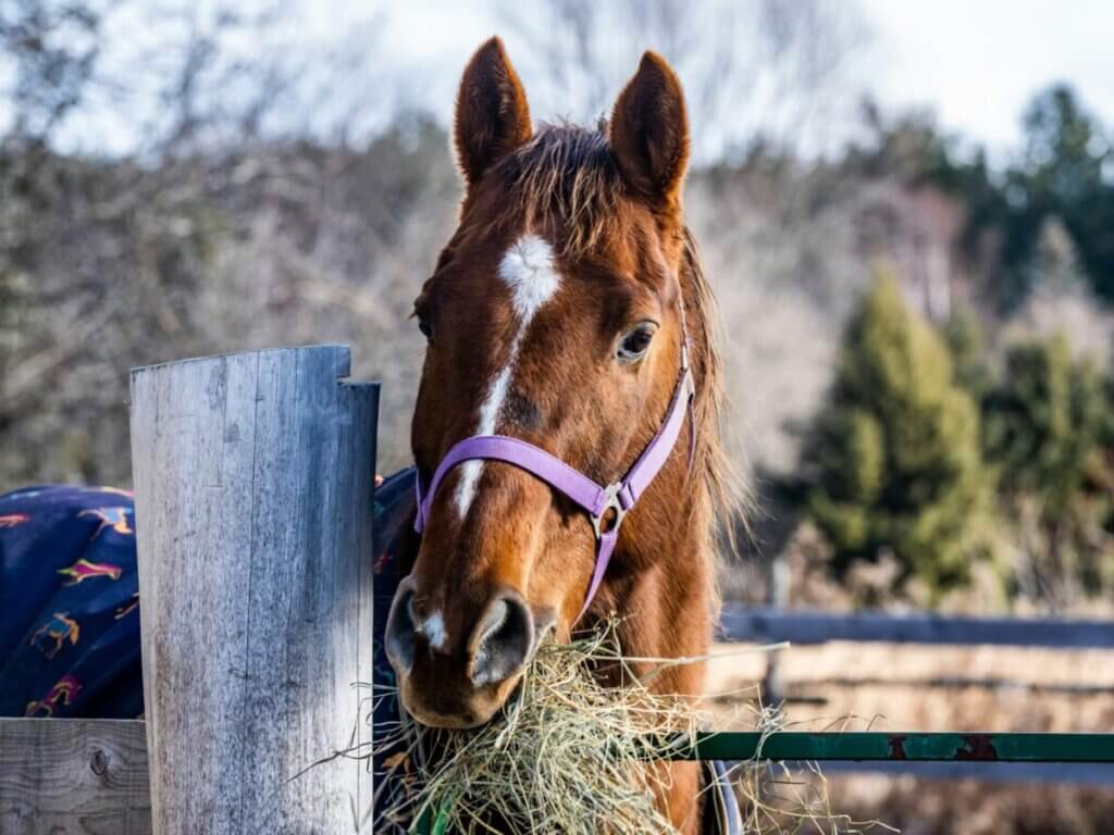 can horses eat cantaloupe