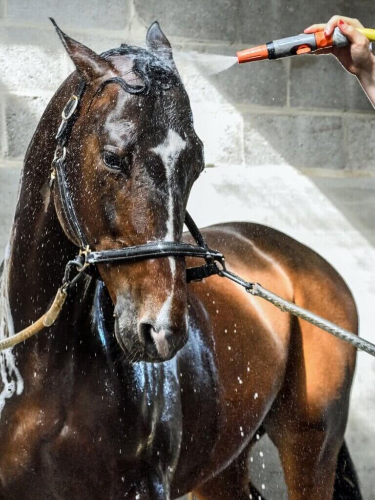 horse bathing