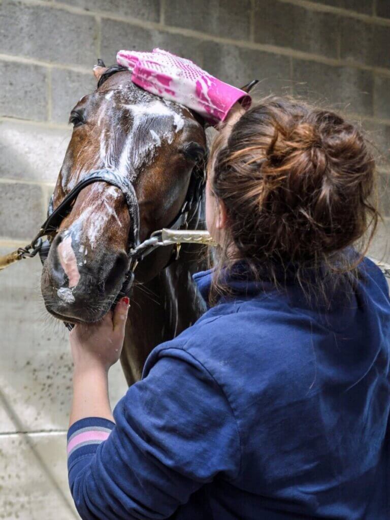 horse bathing