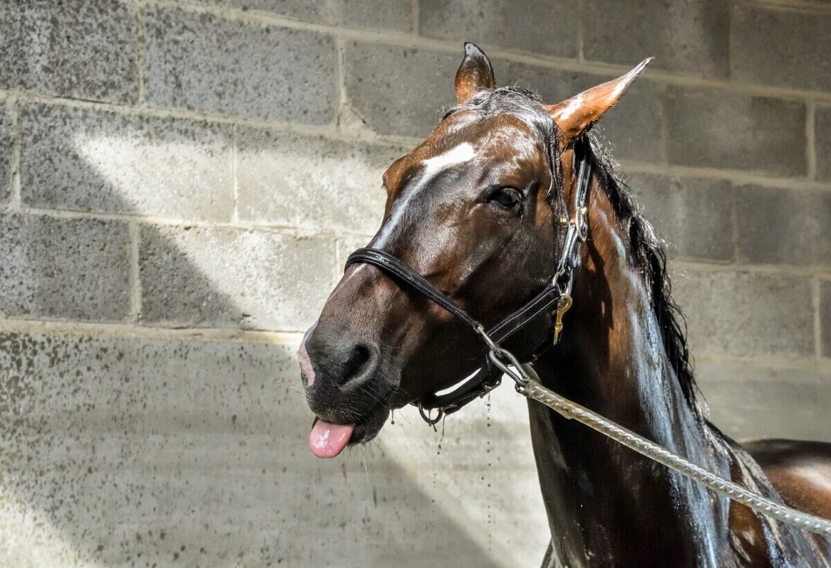 horse bathing