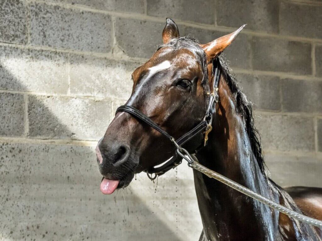 Horse Bathing: Your Complete Guide to a Safe and Fun Bath Time