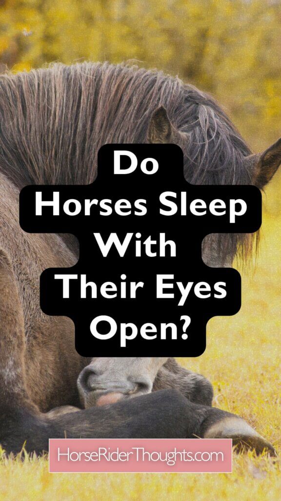 do horses sleep with their eyes open