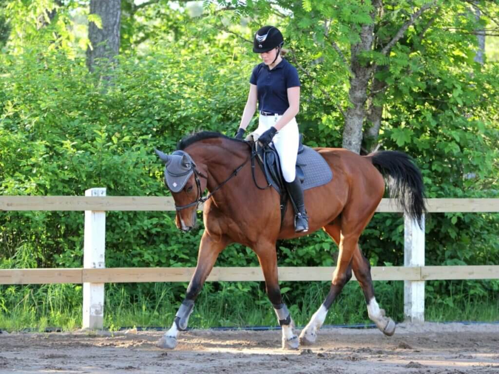 A horse getting on the bit while riding.