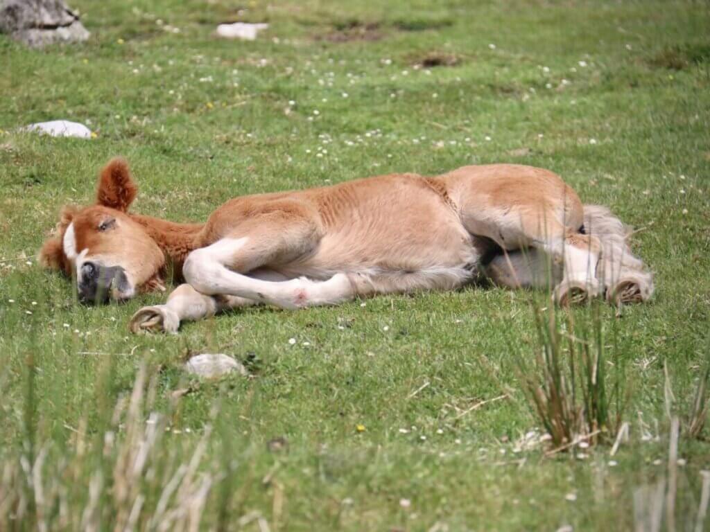 do horses sleep with their eyes open