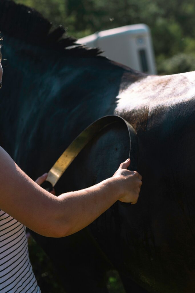 horse grooming kit