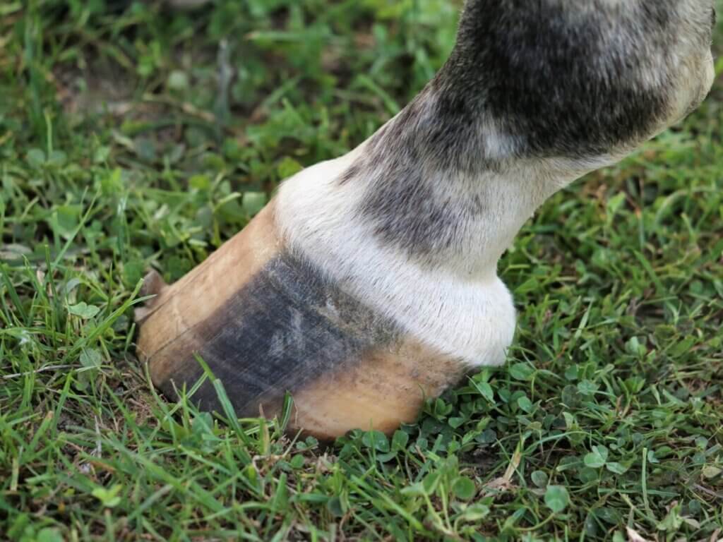 hoof moisturizer for horses