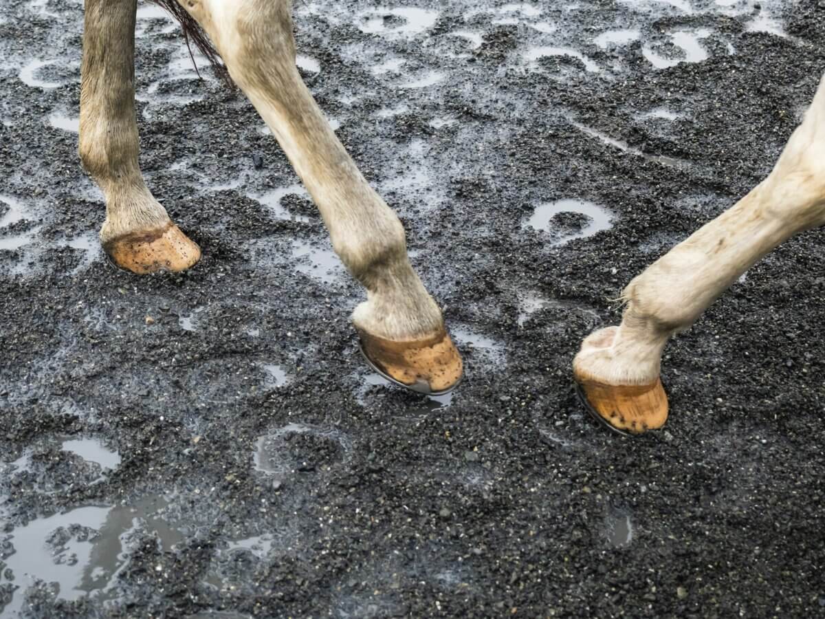 hoof moisturizer for horses