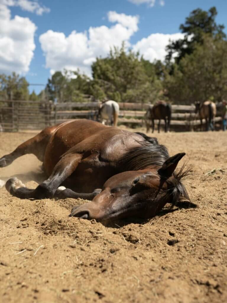 do horses sleep with their eyes open