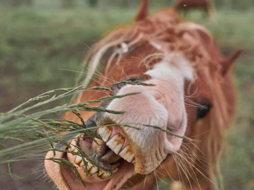 Can horses eat tomatoes?