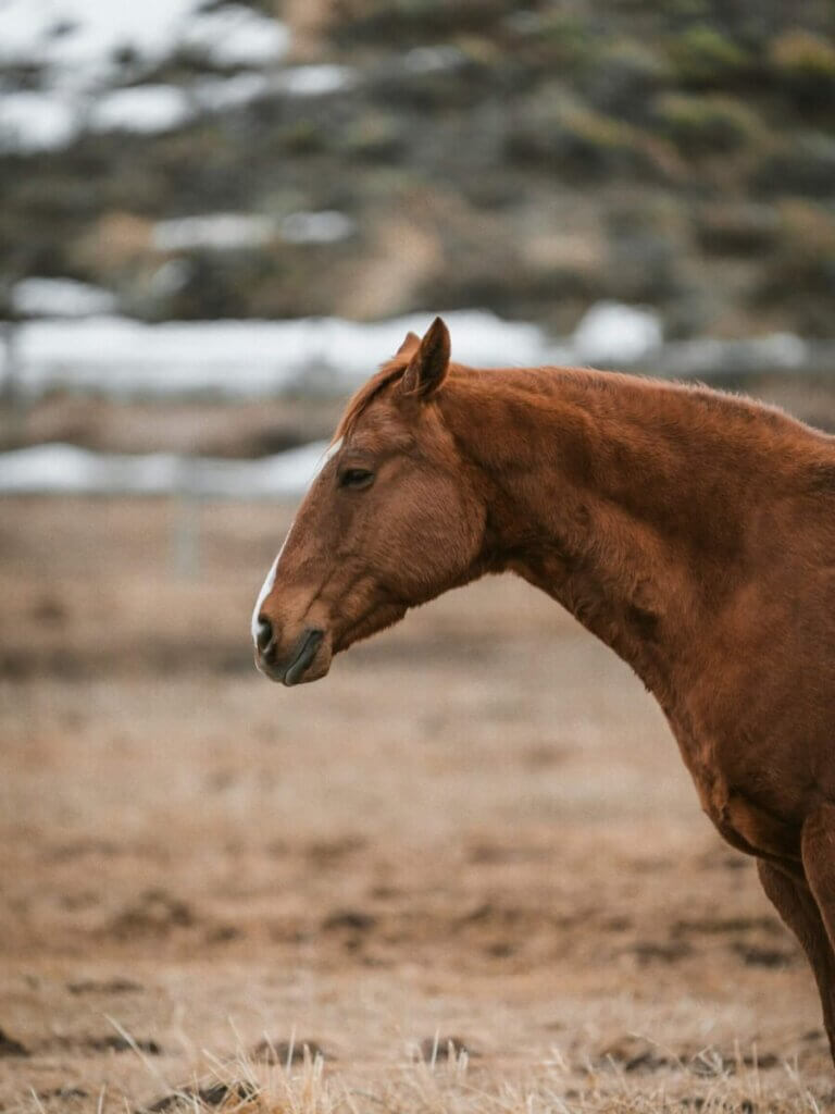do horses cry