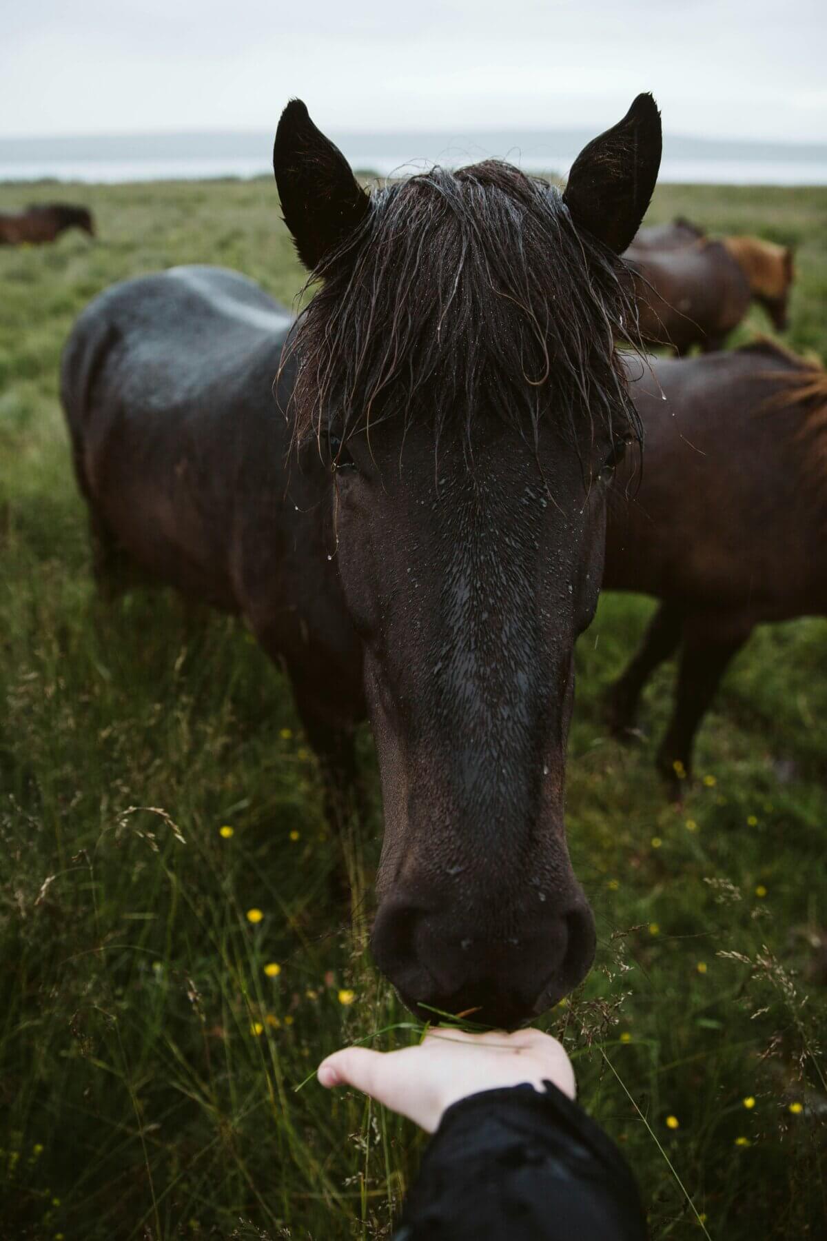 can horses eat cantaloupe