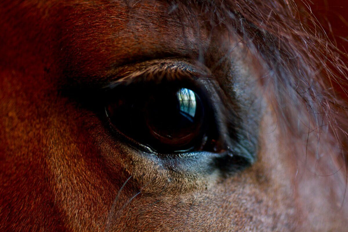 do horses cry