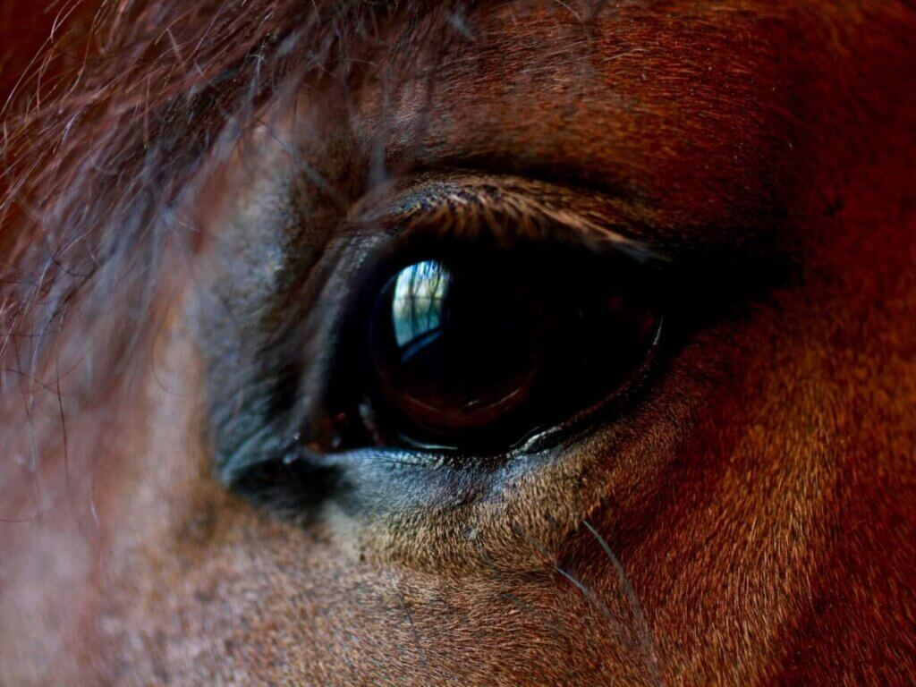 Do Horses Cry? 5 Facts About Horses’ Eyes & Emotions