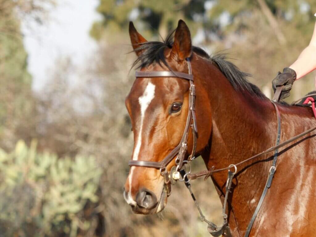 Horse riding with a bit.