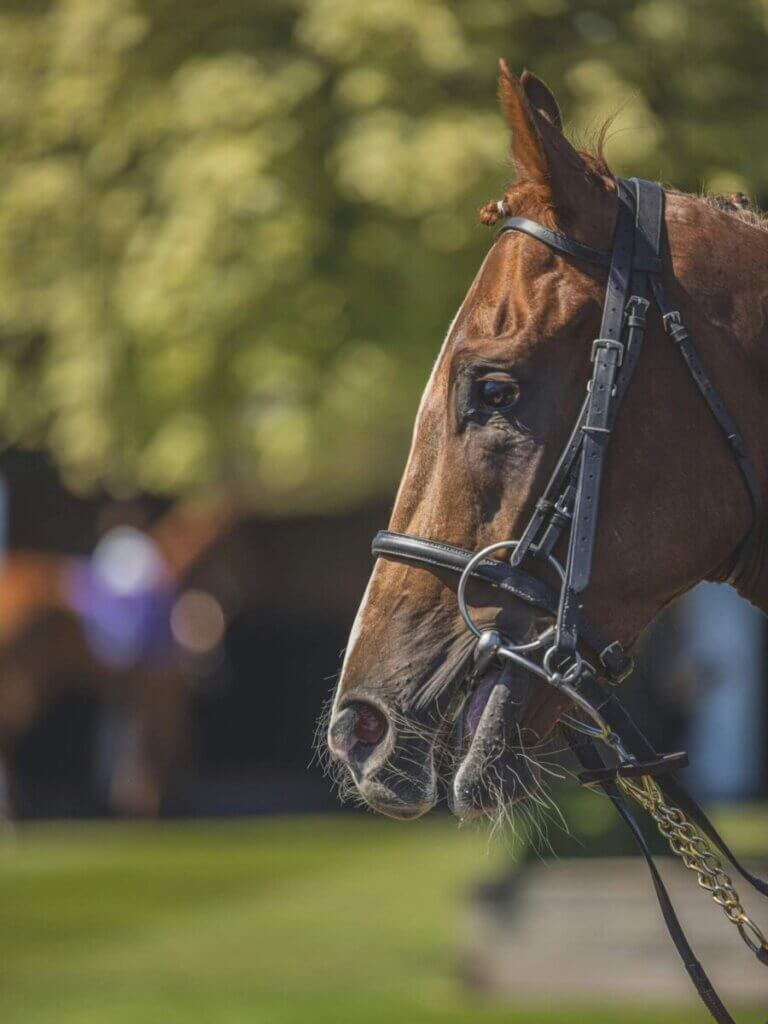 A horse wearing a wrong adjust bit.