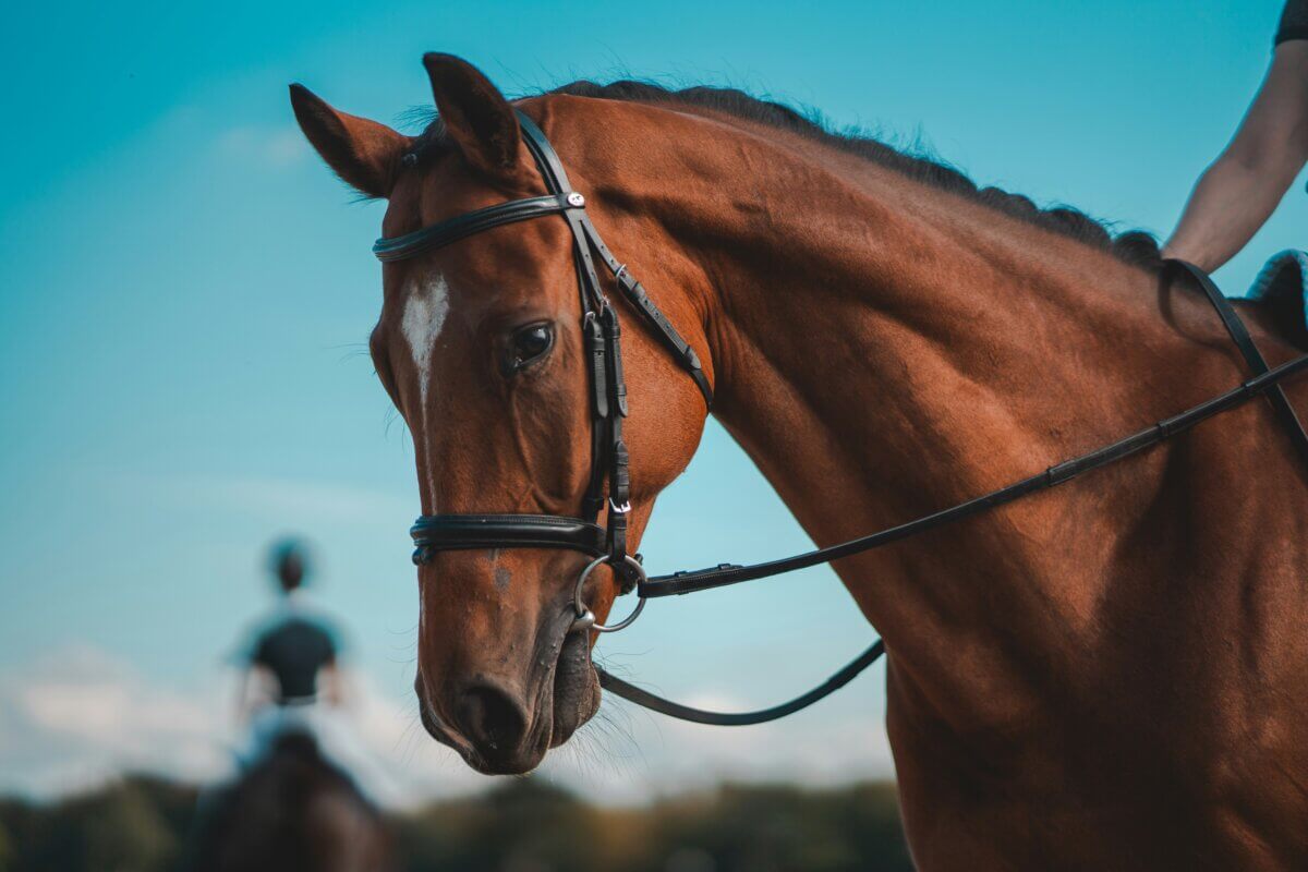 Horse riding with a bit.