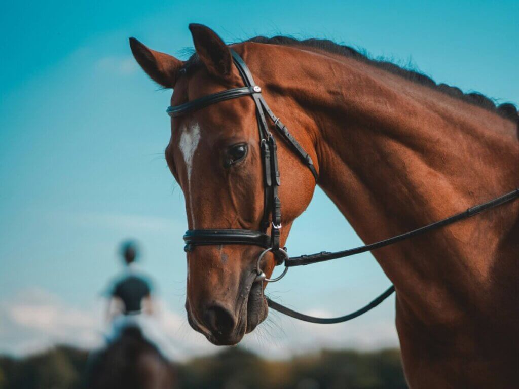 Are Horse Bits Cruel? 4 Mistakes Riders Should Avoid
