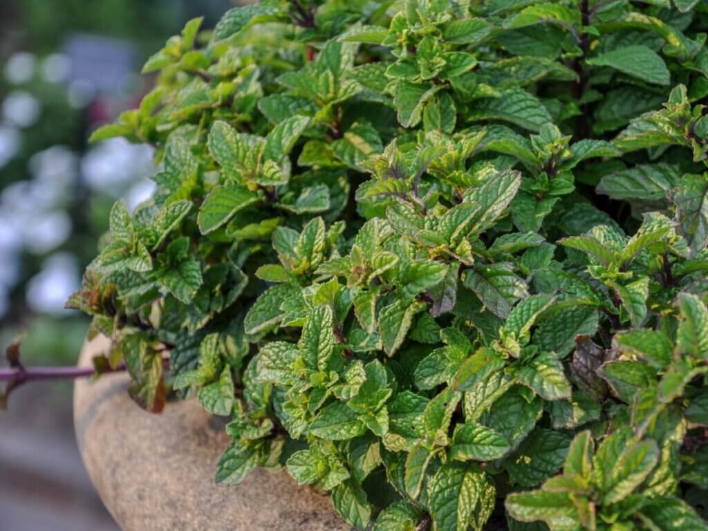 peppermint treats for horses
