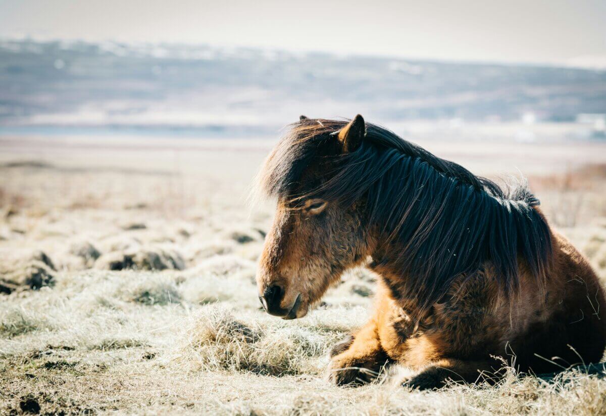 do horses sleep with their eyes open
