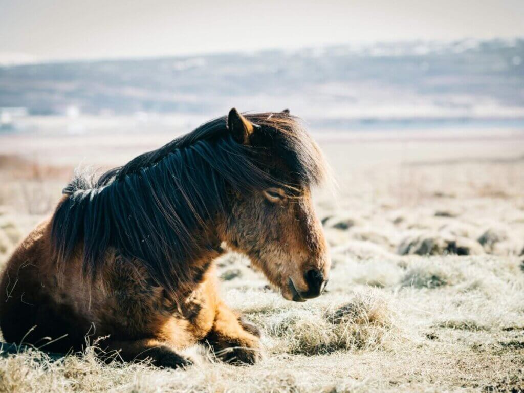Do Horses Sleep With Their Eyes Open? 7 Facts About How Horses Sleep