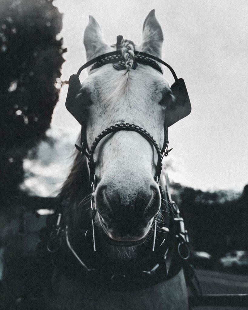 horse with blinders